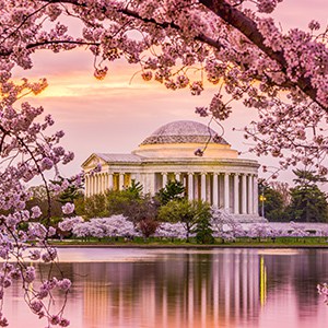 Washington D C Cherry Blossom Festival Choirs Bands And Orchestras,Design My Own Bedroom Layout Online